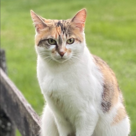 Meet your Posher, Penny - Picture 1 of 1